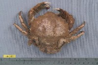 藏品(漢式勞綿蟹)的圖片